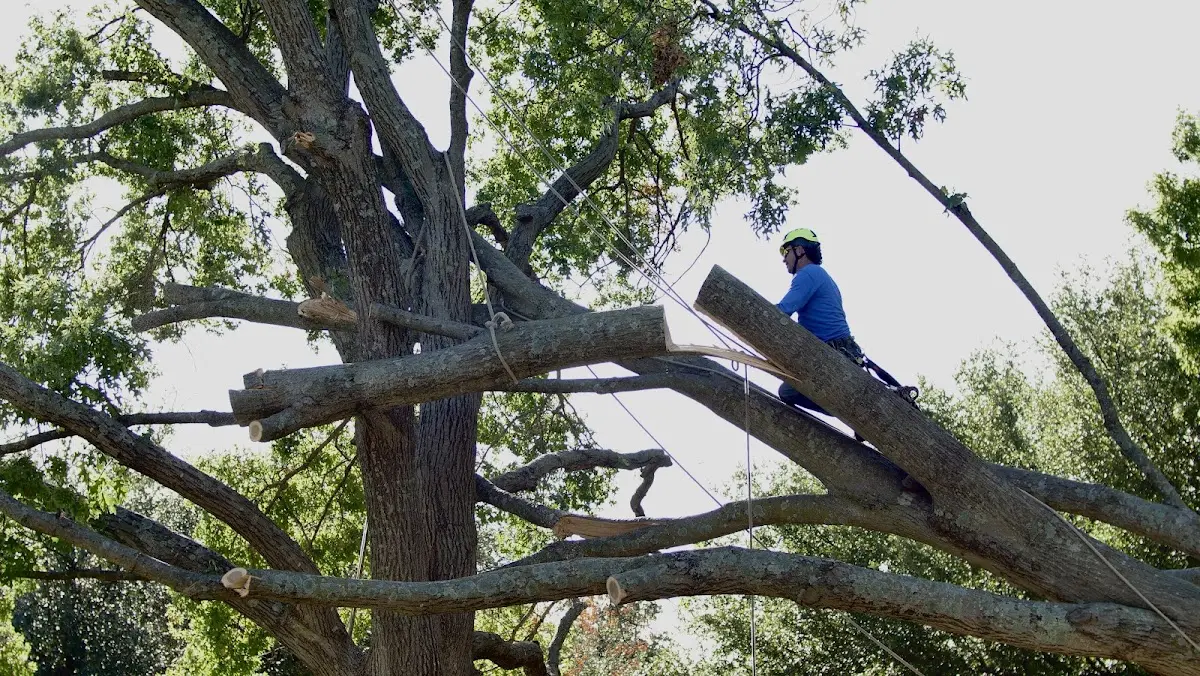 Professional Hazardous Tree Removal performed by certified arborists in Belmont