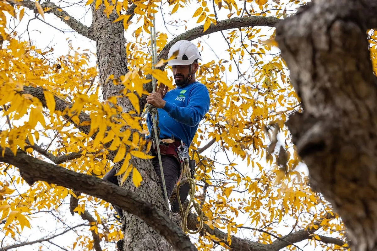 Skilled Tree Planting crew working in Belmont